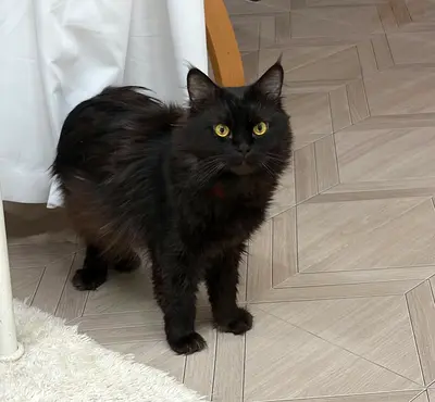 CAT URGENTLY!!! Please someone take this cat it needs a home
