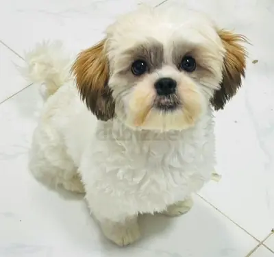 6-Month-Old Shih Tzu – Female Vaccinated & Microchipped with all accessories