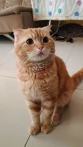 Friendly ginger Scottish fold cat, healthy and litter-trained (ready for adoption)