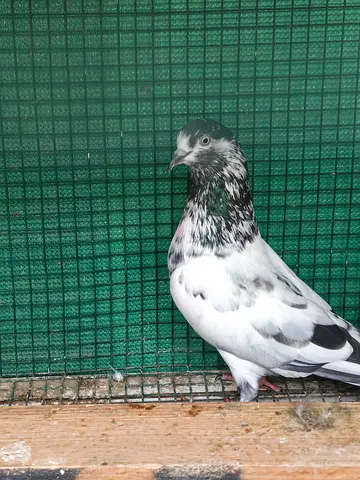 Pakistani pigeon