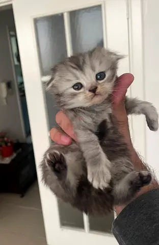 Female - Scottish Fold Kitten