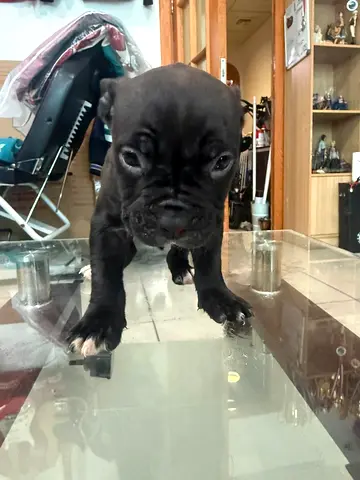 Young black french bulldog and Pomeranian