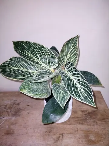 Philodendron Birkin In White Pot