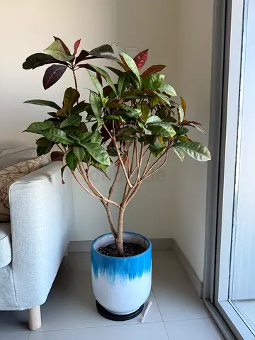 Indoor Plant / Flower / Croton