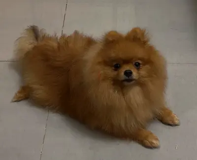 rehoming my 10 month old male pomeranian