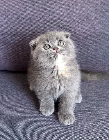 Adorable Pure Scottish Fold Kitten