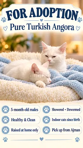 Pure Turkish Angora Kittens - 5 Month Old Males (Ajman pickup)
