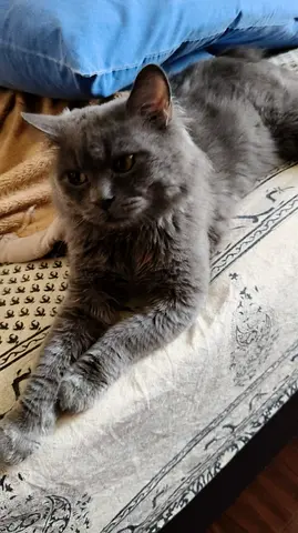 Cats for adoption