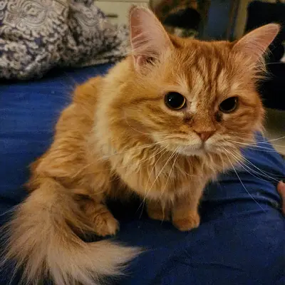 Beautiful cat