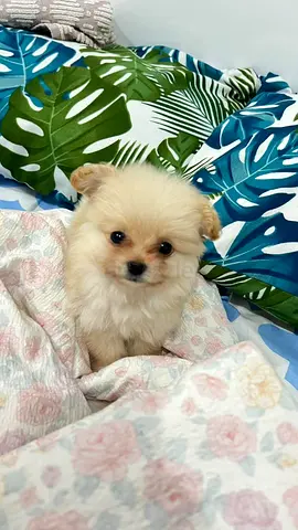 Cute Pomeranian puppy available — light cream, very friendly