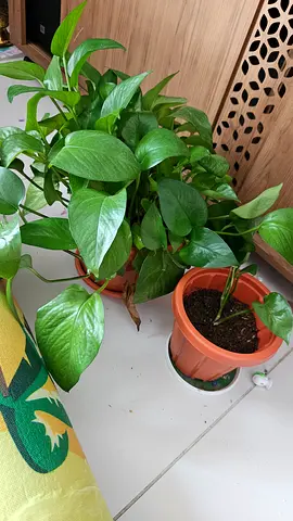 Healthy Pothos (Epipremnum aureum) indoor potted plant - ready to rehome - Selling all together