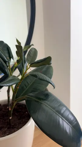 Rubber Plant (Ficus elastica) in White Pot — Healthy Indoor Plant