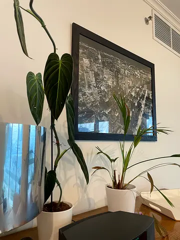 Rare philodendron