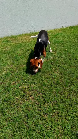 Beagle Dog
