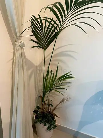 Rare kentia palm