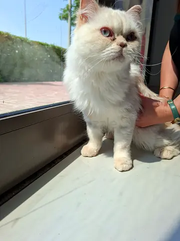 Adorable persian Cat for adoption