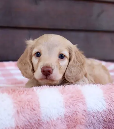Cream dachshund Puppy, loving and playful.