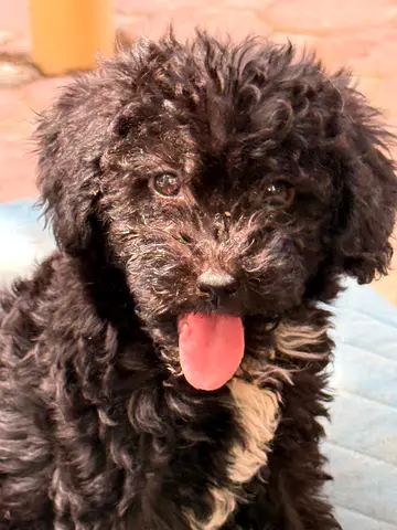 Maltipoo Male