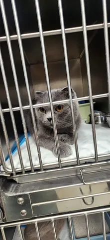 Sweet and Playfull Scotish fold, female cat, one year and a half years old, spayed and healthy.