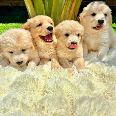 Purebred puppies