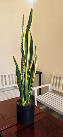 Tall snake plant 130cm
