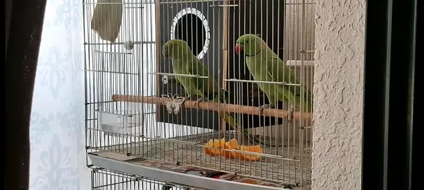 Parrot Indian ringneck