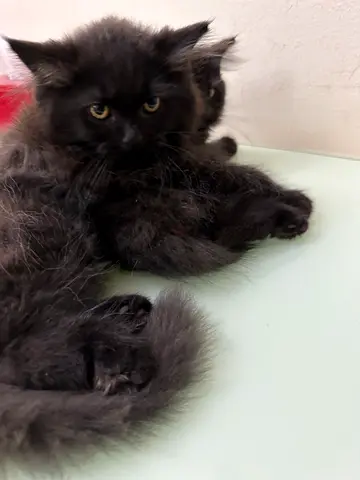 dark chocolate brown, Persian kitten,male female fully vaccinated, dewormed microchipped , everythin