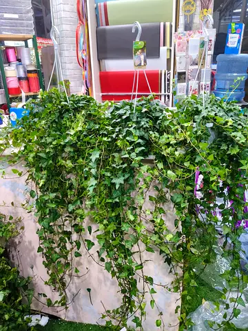 Lush English Ivy – Beautiful Trailing Indoor Plant for Home & Office