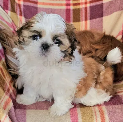 Gorgeous Shih-tzu Female puppy beautiful dog playful puppies girl