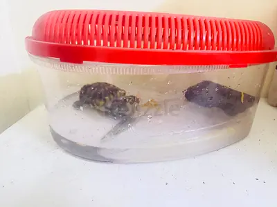 small aquatic turtle with temporary plastic tank