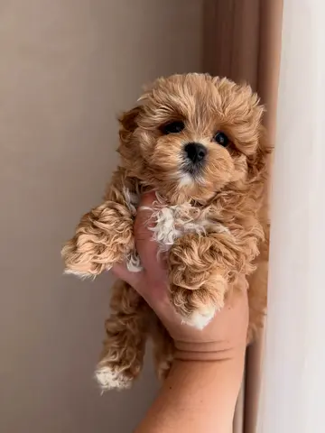 Tiny fluffy puppy — 10-week-old cavapoo looking for a home