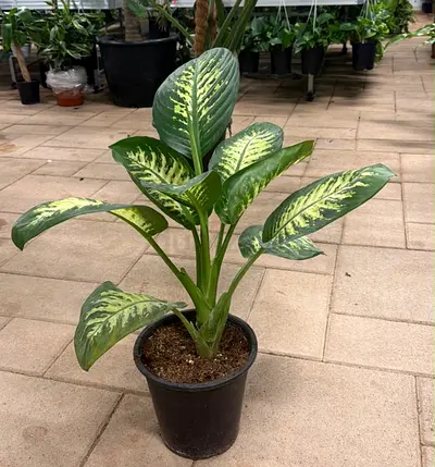 Dieffenbachia Tropic Snow Plant in 40/60cm Size – Live Indoor Houseplant for Home & Office Decor