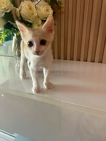 Your Tiny Shadow Awaits: Sweet, Playful, & Gentle Kitten (3 Months)