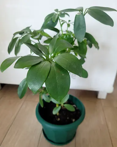 Umbrella Plant - Indoor Plant - 2in1 Pot