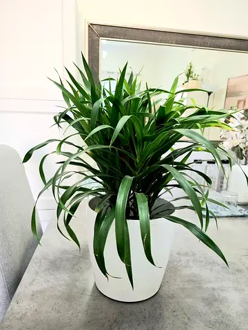 Healthy indoor potted Dracaena plant in white pot