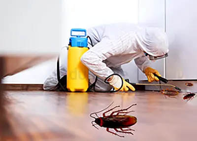 🪳 Cockroach Control Services | Al Waha Hygiene