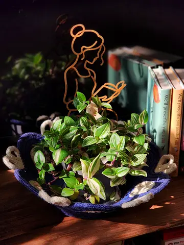 Indoor plant Tradescantia Tricolor (wandering dude) in decorative jute basket and cute decor