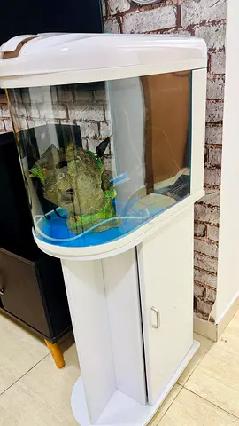 Curved Glass Aquarium with Stand and Filter - Good Condition