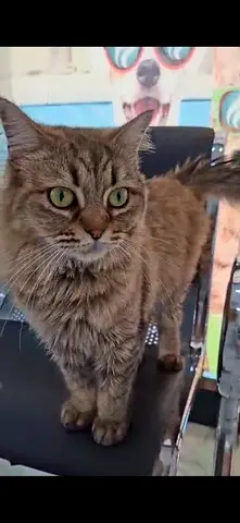 Friendly beautiful tabby cat available for adoption - healthy and affectionate