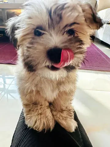 Friendly small puppy looking for a new home