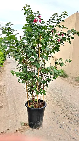 Large bougainvillea 170-180cm
