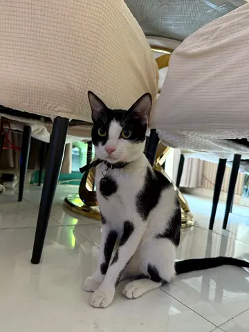 A Ready-Made Best Friend: Sweet & Gentle Black-and-White Companion (1.3 Years)