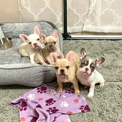 Pitbull puppies