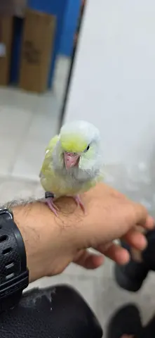 Hand-tamed small pet parrot (parrotlet) - friendly and social