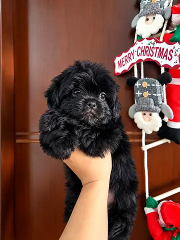 Small black puppy, friendly and healthy Is looking for new home