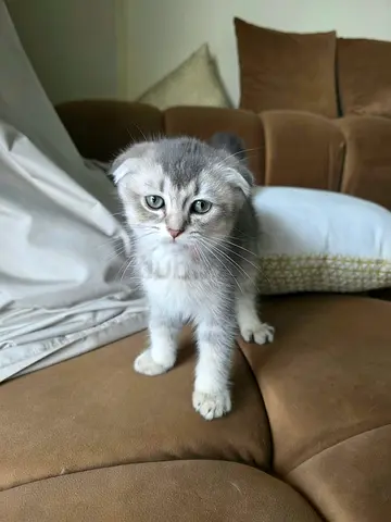 Kittens for adoption
