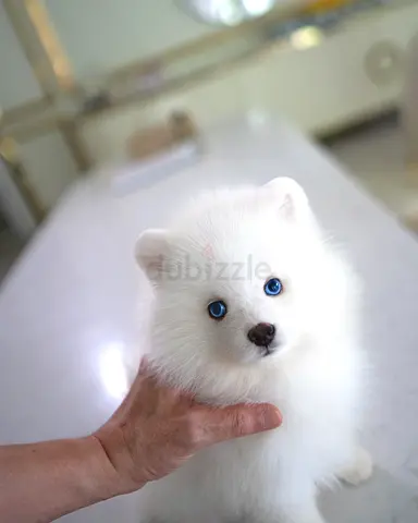 White fluffy puppy with blue eyes — young dog ready for a home