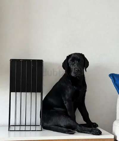 Dog for adoption