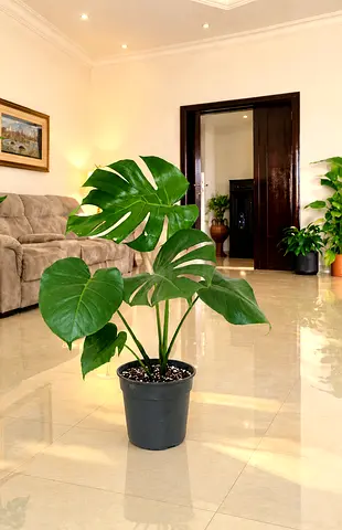 Monstera