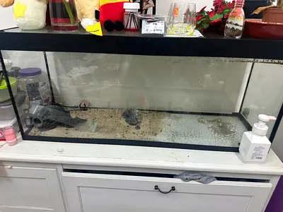 1m Glass Fish Aquarium Tank - Empty, Good Condition